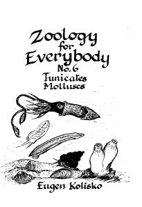 Zoology for Everybody No 6 Tunicates & Molluscs